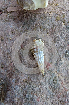 White conical seashell on stone. Small pointed conch with sharp protrusions spiraling around shell. Natural background
