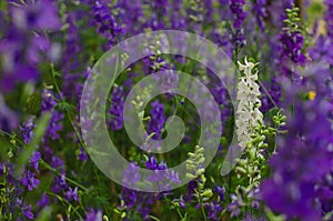 White Consolida regalis flower stand out among purple color of them