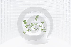 White contemporary stage as curved alcove one cylinder podium mockup, mosaic wall, bright green tiny eucalyptus twigs in summer