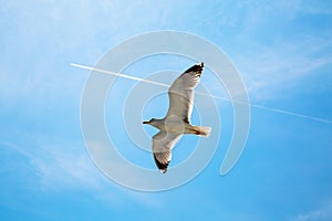 White contrail trace of plane and seagull on blue