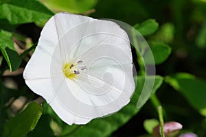 White Convolvulus (Bindweed) Flower Close-Up photo