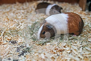 WHite copper brown guinea pigs domestic cavy eat grass