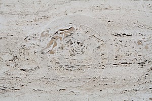 White coquina wall. background, texture.