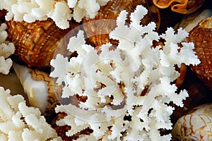 White coral