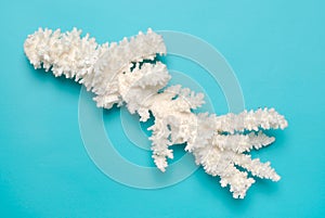 White coral