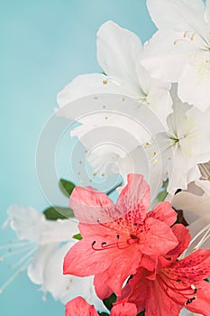 White and coral azalea bloom cluster