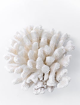 white coral on background