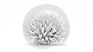 A white coral on a white background (ai generated)