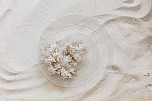 A white coral on the beach