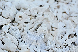 White coral beach background texture