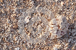 White coral beach background texture. sea shore sand shells corals stones rocks background texture on the beach.