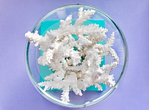 White coral branches in a round glass bowl like an aquarium on a turquoise box on a lilac background