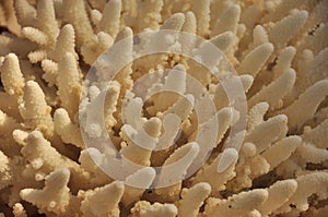 White coral close-up image of endangered species