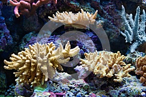 White coral in the coral garden underwater photo.