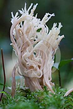 White coral fungus