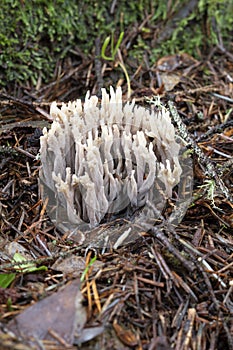 White Coral Fungus in Forest Humus