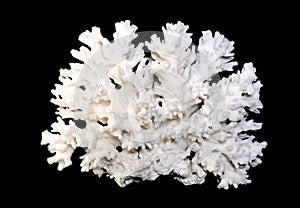 White coral isolated