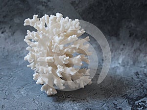 White coral on marble bakcground