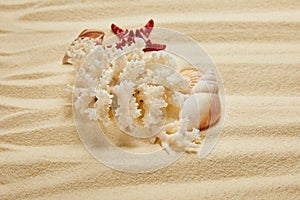 White coral near seashells and starfish