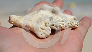 White coral picked up on the beach