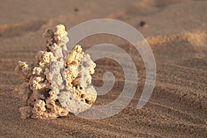 White coral sand beach