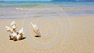 White coral and sea shell on island sand beach and sea waves