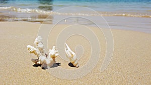 White coral and sea shell on island sand beach and sea waves