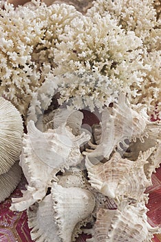 White coral and seashells souvenirs in market