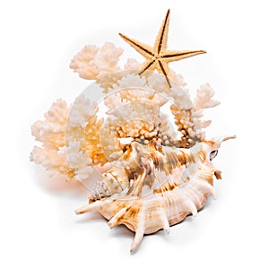 White coral and starfish