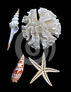 White coral, starfish, and seashells on black
