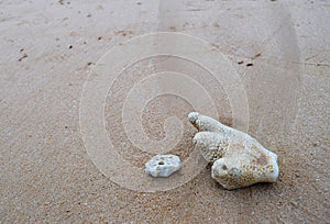 White Coral Stones at Sandy Beach - Abstract Texture Natural Coastal Marine Background