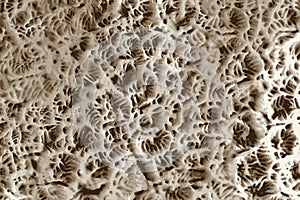 White coral texture close up macro view in the ocean