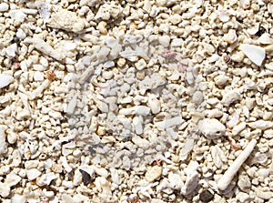 White coral texture. Seashells beach top view photo for background.