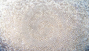 White coral texture. Tropical seashore underwater photo. Coral reef animal.