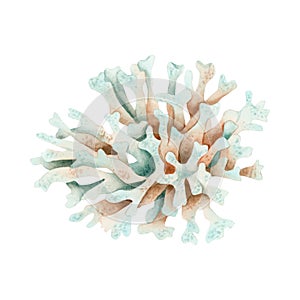 White coral watercolor illustration. Hand drawn monochrome underwater reef animal, sea and ocean polyp