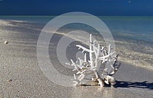 White coral on a white sand beach