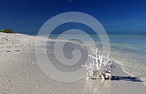 White coral on a wild sandy beach