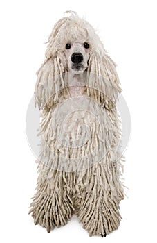 White Corded standard Poodle