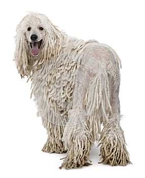 White Corded standard Poodle photo