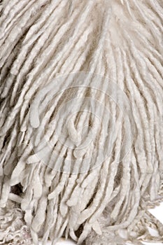 White Corded standard Poodle photo