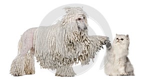 White Corded Standard Poodle photo