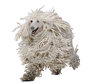 White Corded Standard Poodle running photo