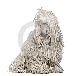 White Corded standard Poodle sitting photo
