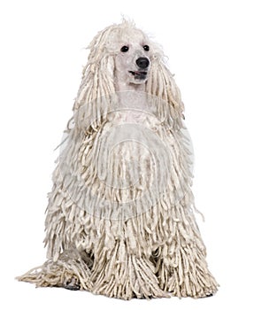 White Corded standard Poodle sitting