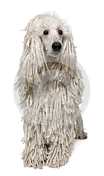 White Corded standard Poodle sitting