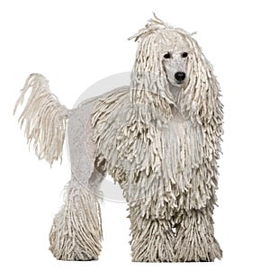 White Corded standard Poodle standing photo