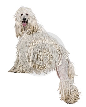 White Corded standard Poodle standing photo