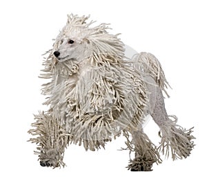 White Corded standard Poodle walking