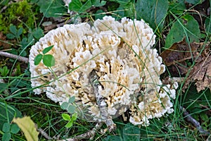 White Corel Mushrooms Growing on the Forest Floor photo