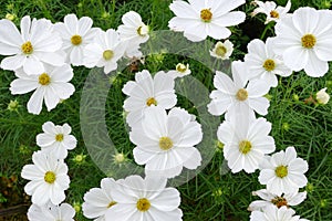 White coreopsis flowers